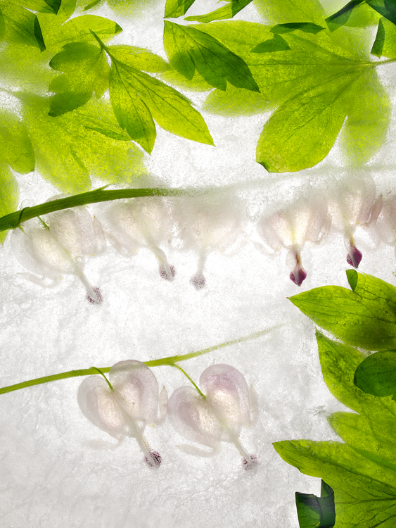 dangling delicate flowers branch green leaves ice