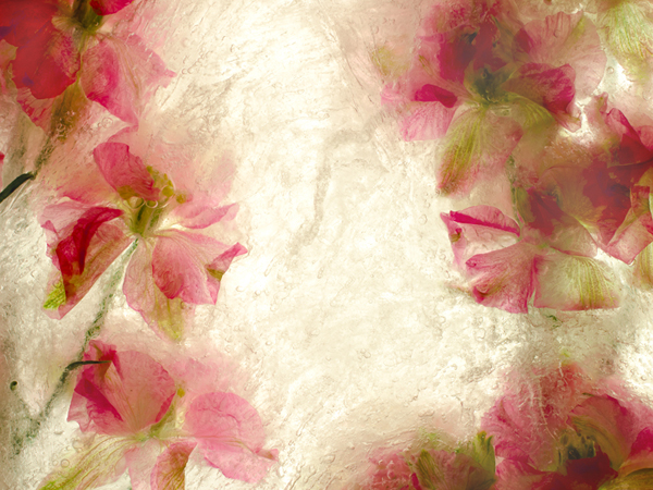 groups of bright pink flowers green stems behind ice