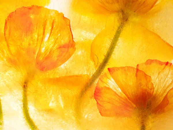 full framed orange poppies behind ice