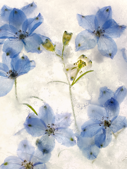 bunch blue star flowers black specks behind ice