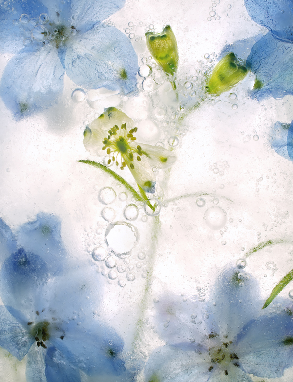 blue star shaped flower green stem behind ice