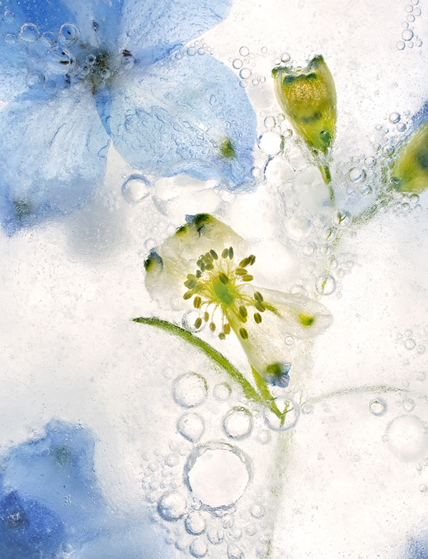 blue star shaped flowers behind ice bubbles