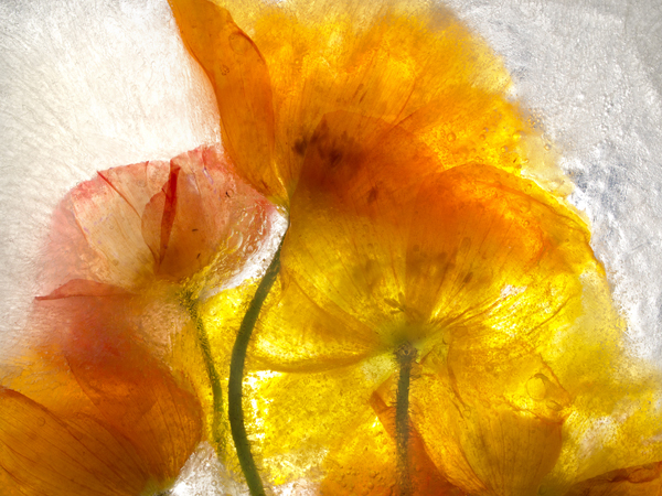 cluster orange poppies behind ice
