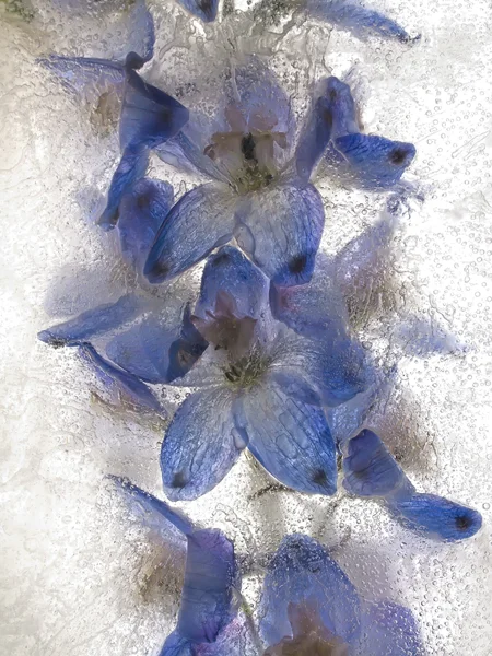 row of blue star formed flowers behind ice