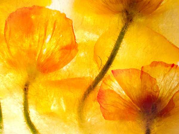 close up orange poppies behind ice
