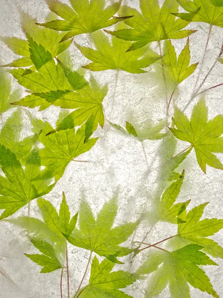 green maple leaves arranged in ice