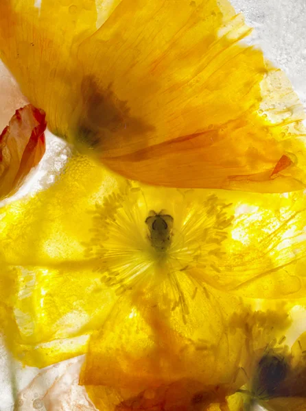 close up yellow orange poppies behind ice