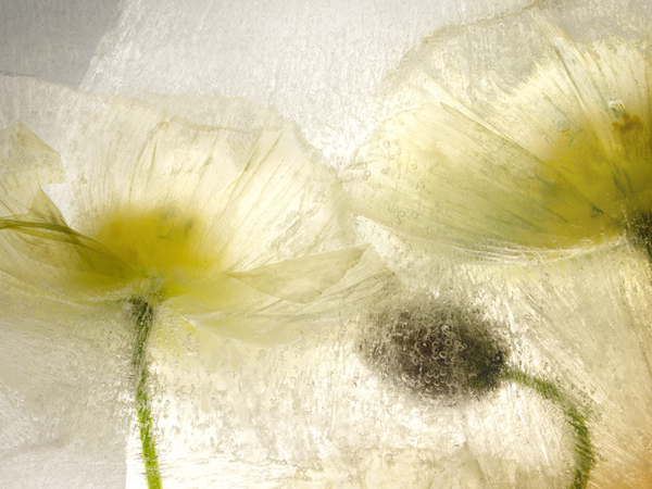 close up white yellow poppies in ice
