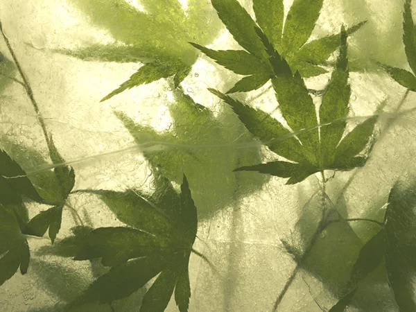 translucent deep green maple leaves behind ice