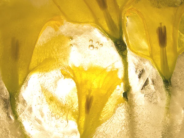 bright back lit yellow flower bunch behind ice