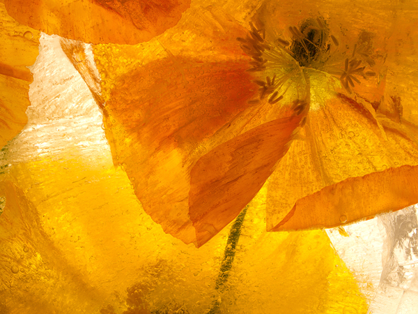 detail orange poppy in ice