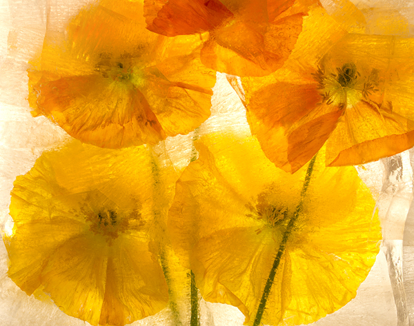 close up bunch yellow orange poppies behind ice