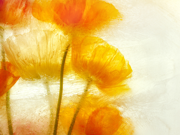 bunch translucent orange poppies in bright ice