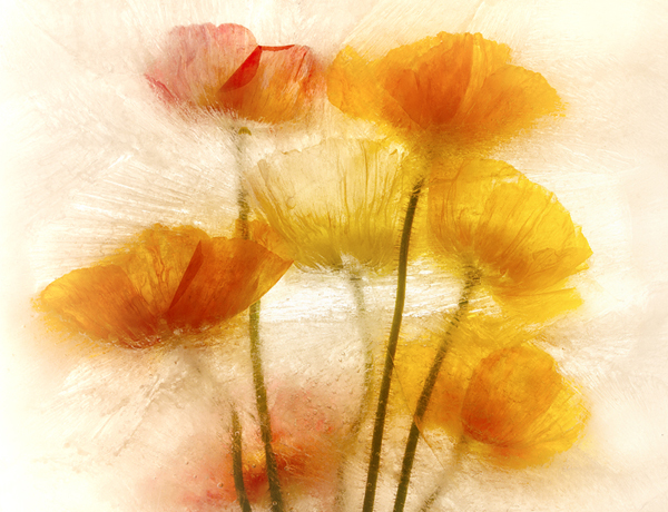 cluster orange red poppies in pink refracting ice