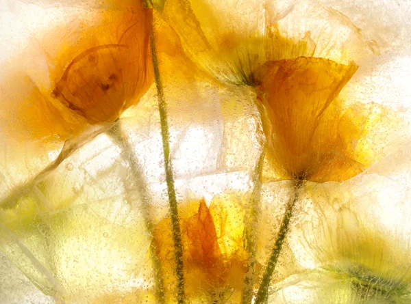 deep orange tulips behind brightly lit ice