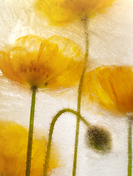 four orange poppies one bent pod behind ice