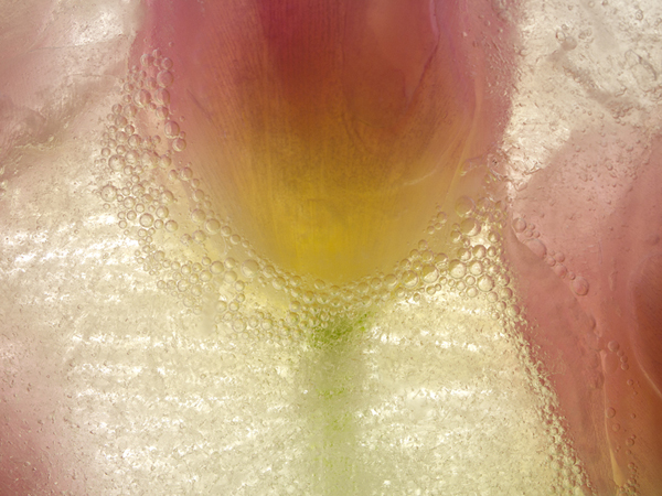 dark pink tulip close up in bubbling ice