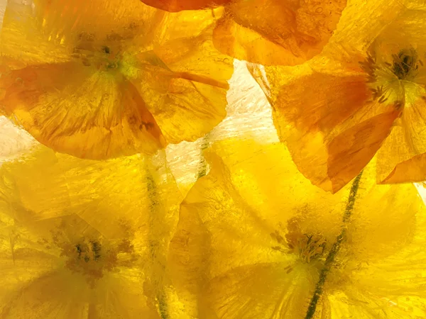 full frame translucent orange poppies behind ice