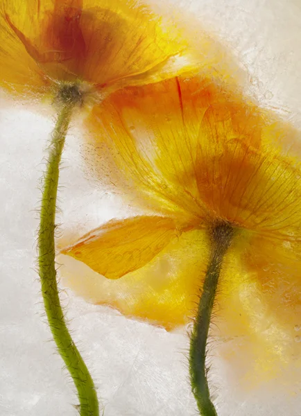 underside two orange yellow poppies in ice