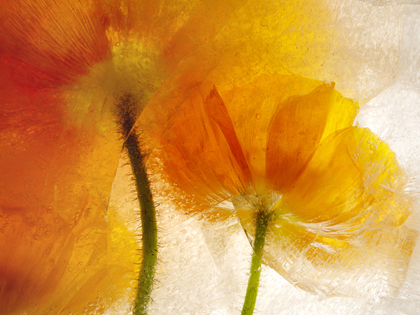 two deep orange yellow close up poppies in ice