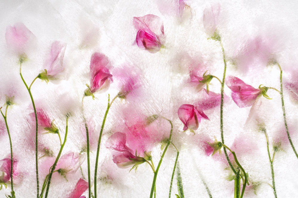 array of small pink flowers green stems in ice
