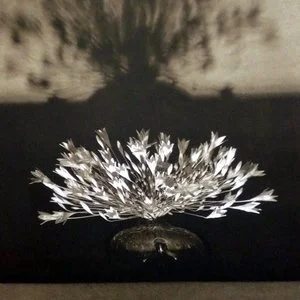 Robert Mapplethorpe