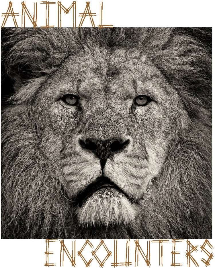 male lion's face and mane