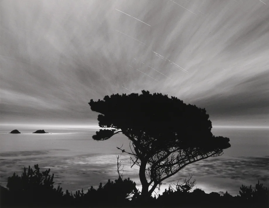 tree seascape clouds