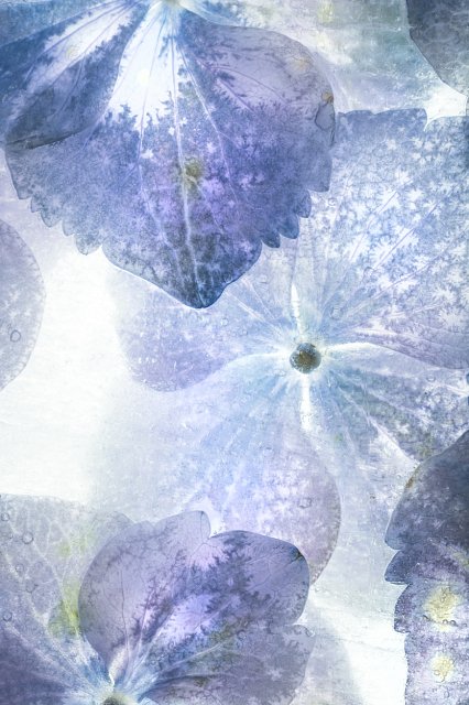 blue flower ice
