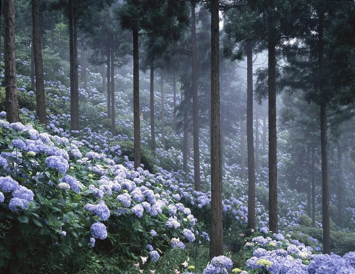 blooming forest purple hydrangeas