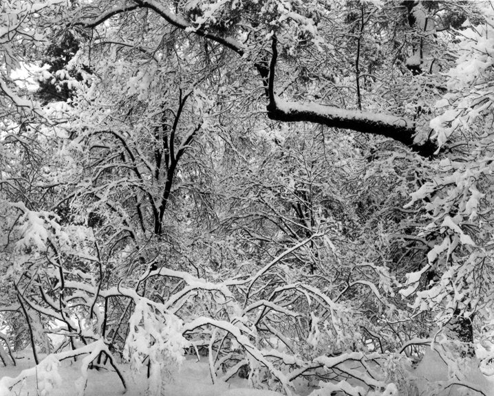 snow trees branches yosemite