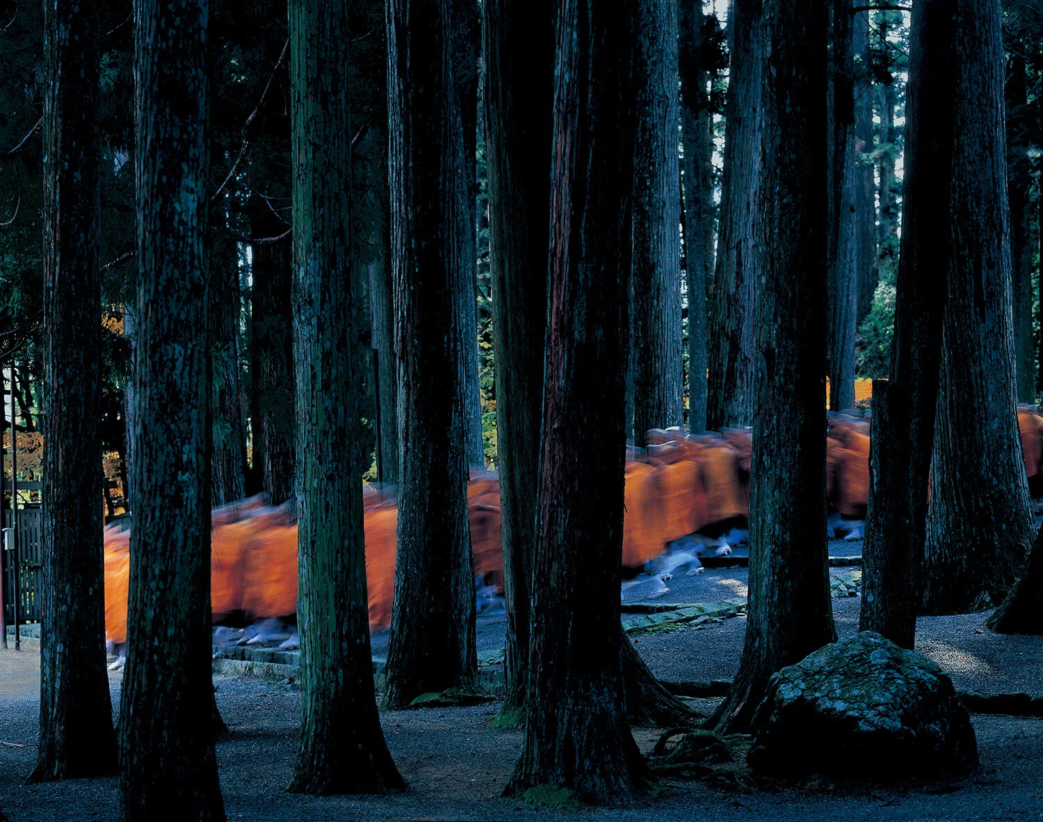 monk trees walking