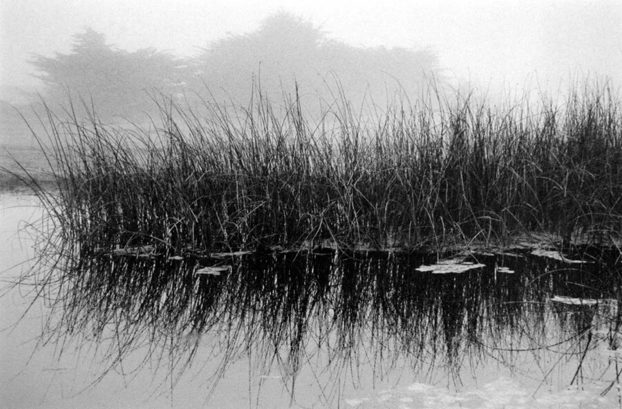 pond fog tule