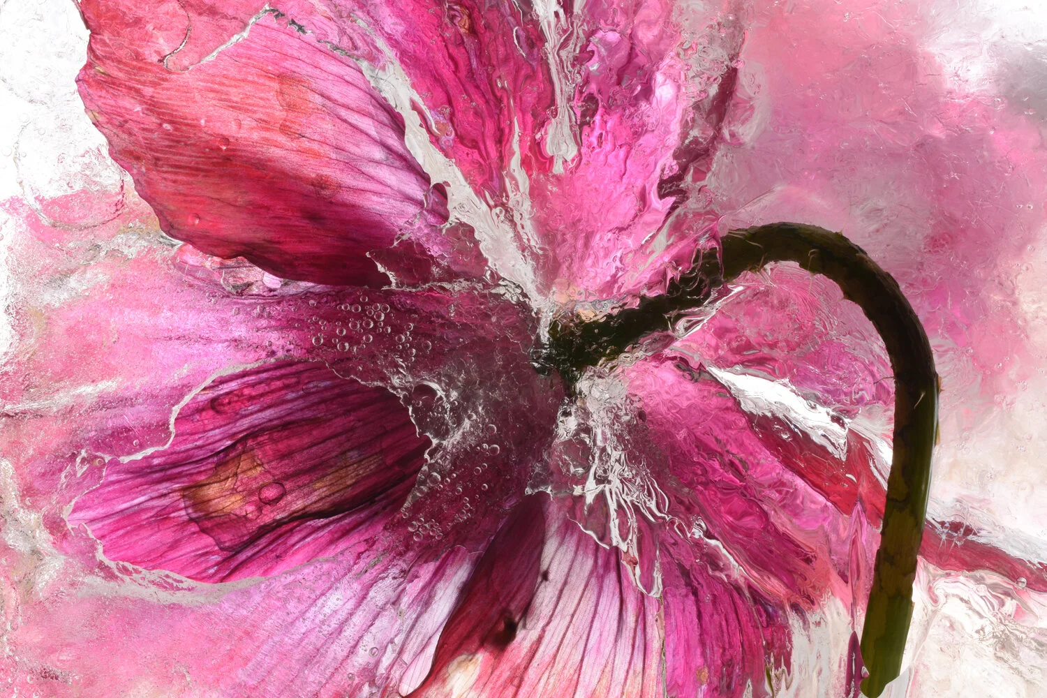 frozen flower abstraction ice