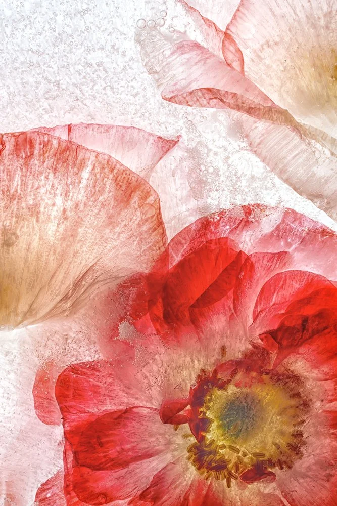 frozen flowers in ice