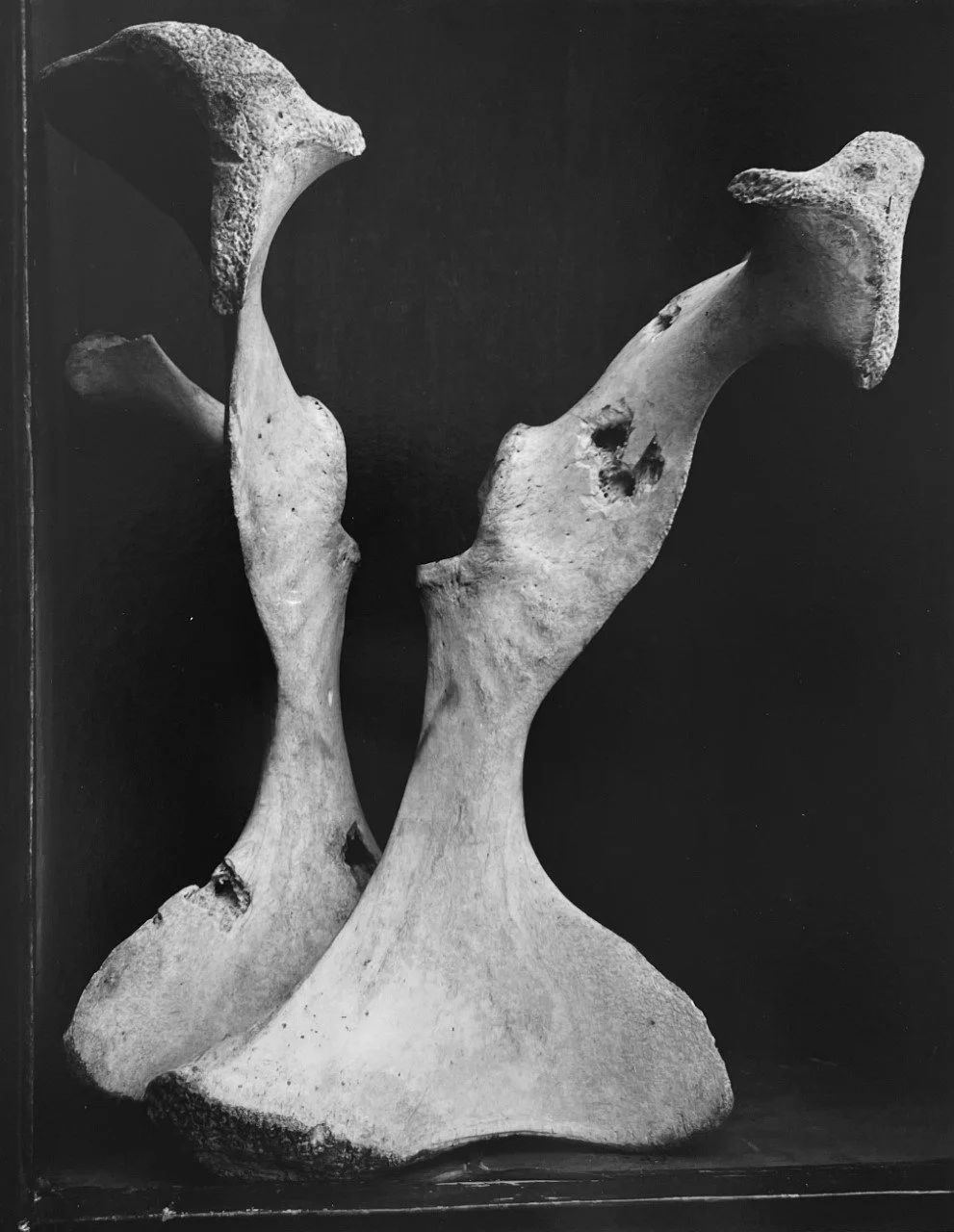 two bones black background