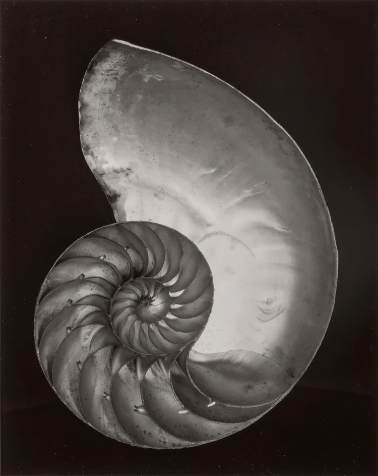 shell nautilus edward weston