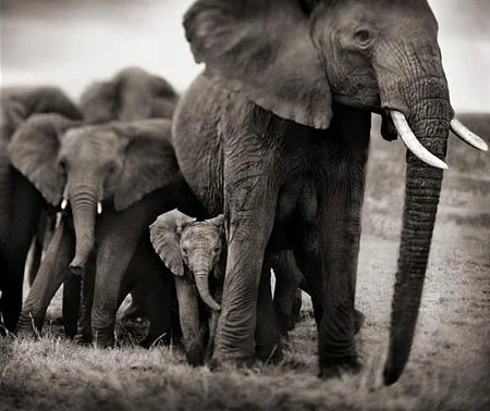 Elephant, Mother & Two Babies ~ SOLD