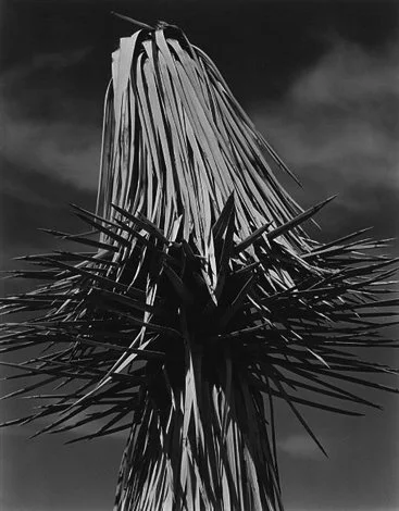 edward-weston-yucca-mojave-desert-joshua-tree-national-monument-weston-gallery-carmel.jpg