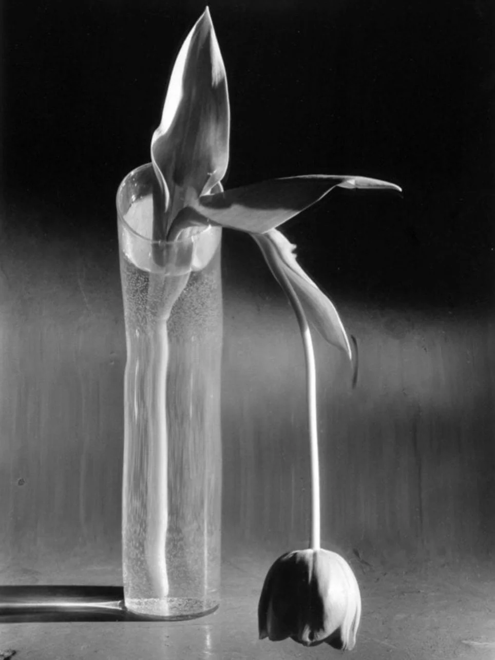 Happy Holidays&hellip;off to a new home &ldquo;Melancholic Tulip&rdquo; by Andr&eacute; Kert&eacute;sz.

This photograph was made on February 10, 1939&hellip;a time of year when melancholy moods strike even normally happy and productive natures, and 
