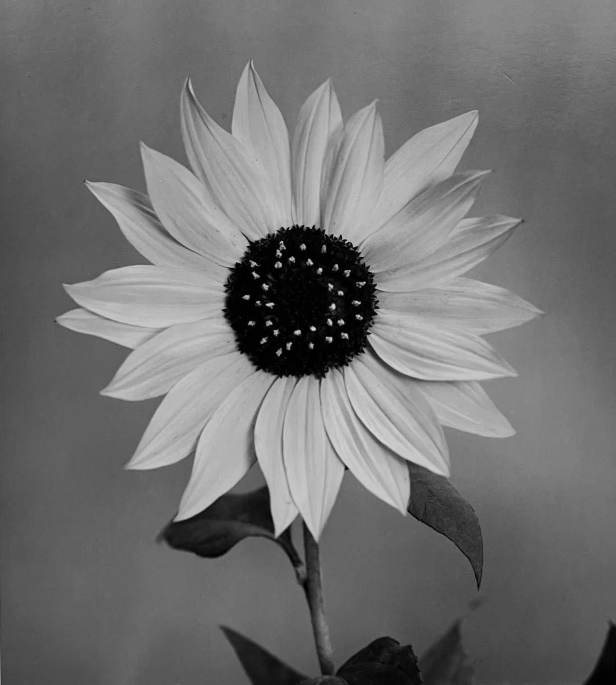sunflower-paul-caponigro-weston-gallery.jpg