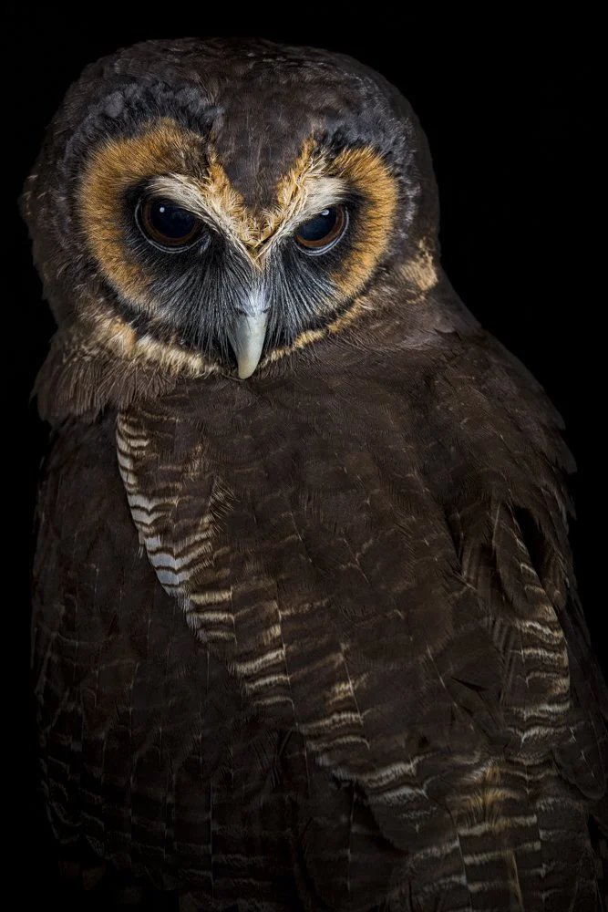 feather-heart-brown-wood-owl-paul-coghlin-weston-gallery