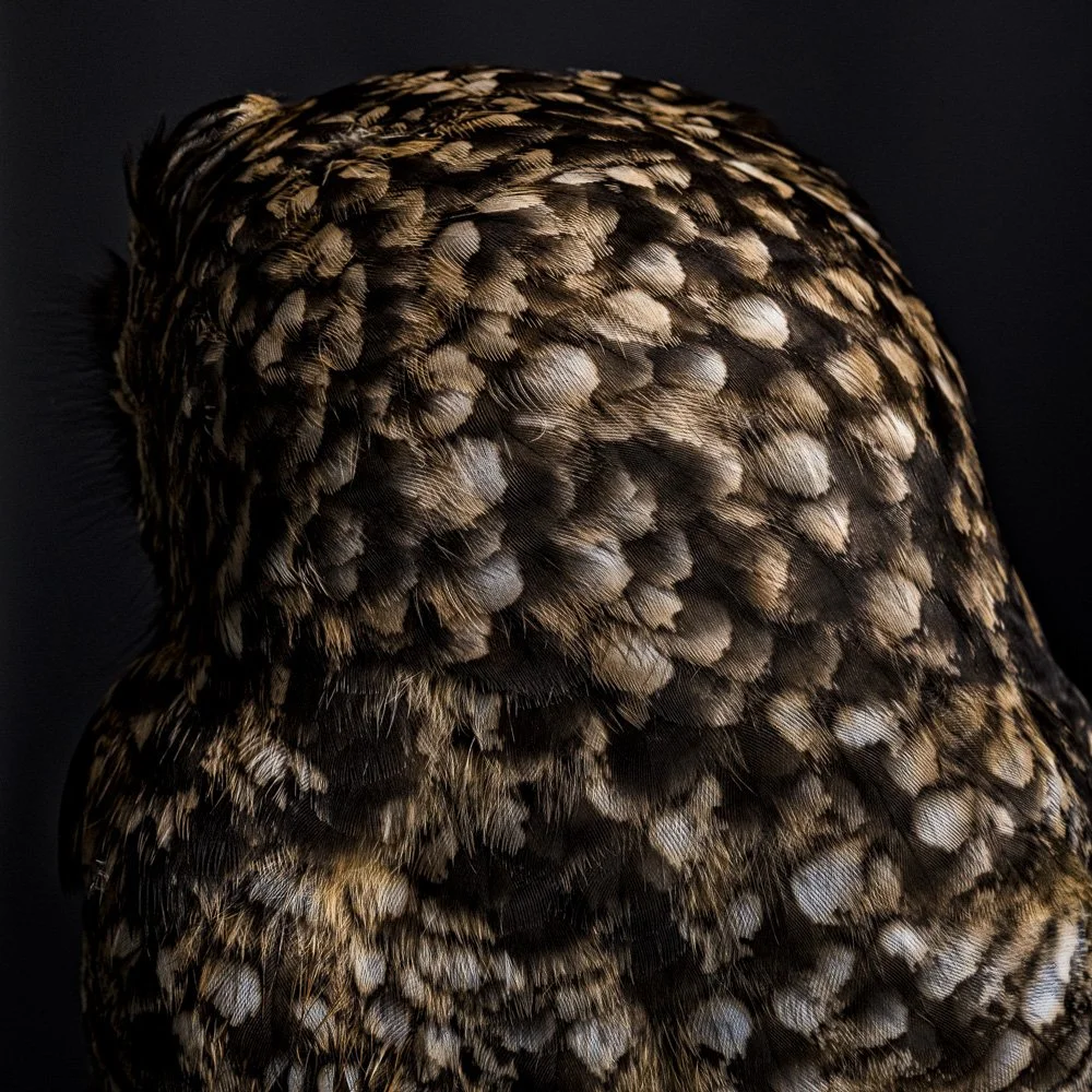 Turned Away _African Spotted Owl_© Paul Coghlin, web.jpg