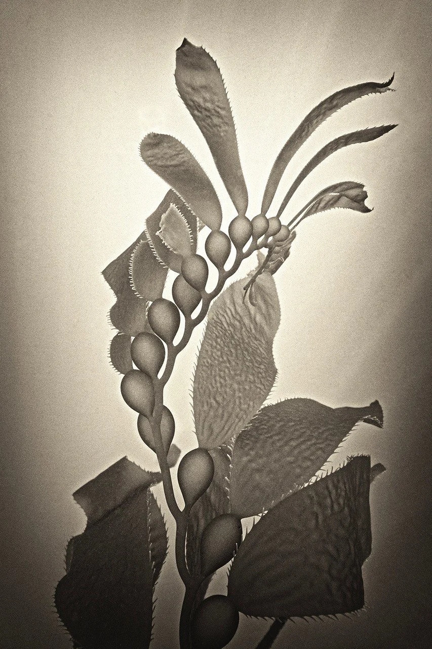 Underwater-79-kelp-detail-weston-gallery-ryuijie.jpg