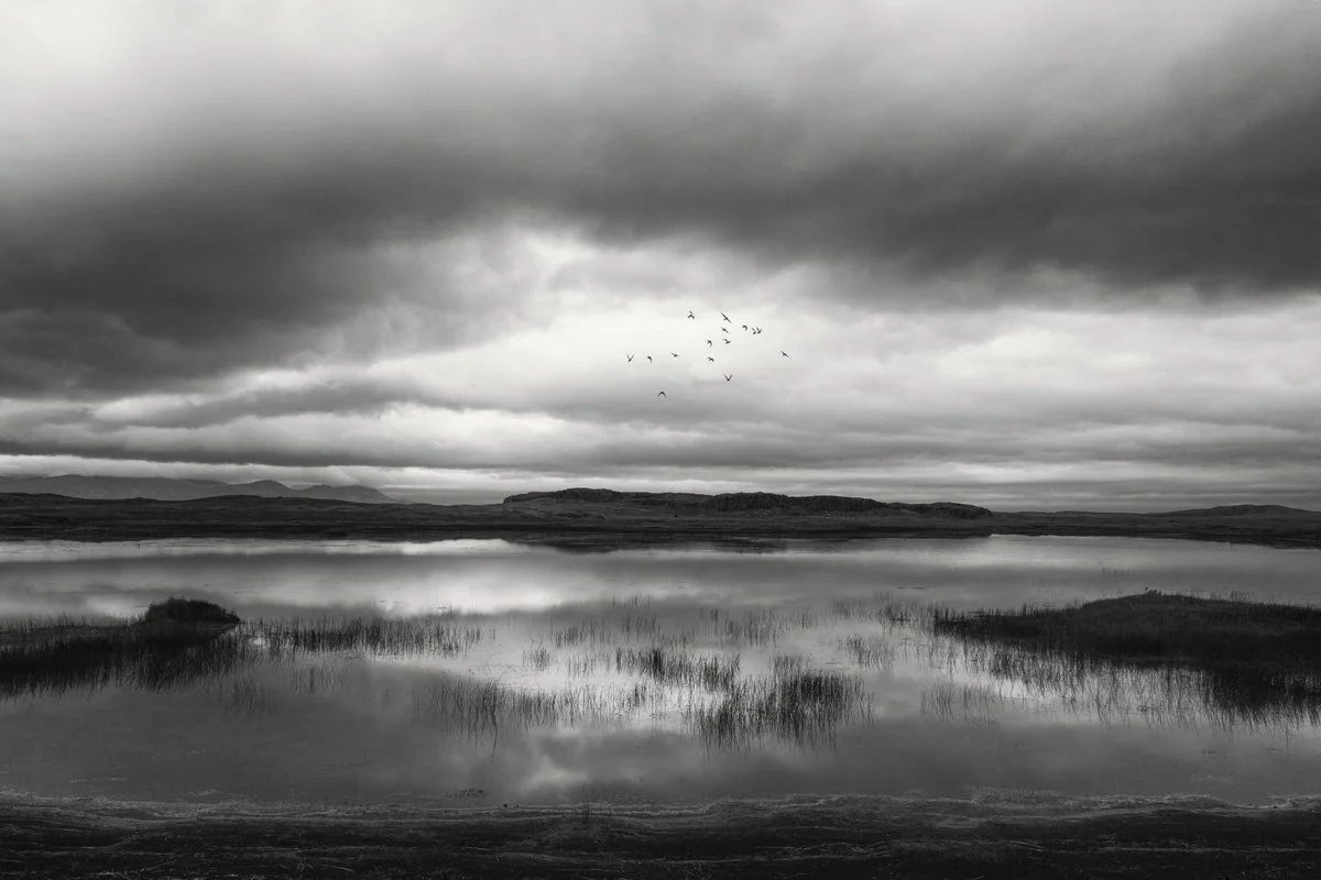 Birds in Flight- Iceland -2023-cara-weston-weston-gallery-carmel.jpg