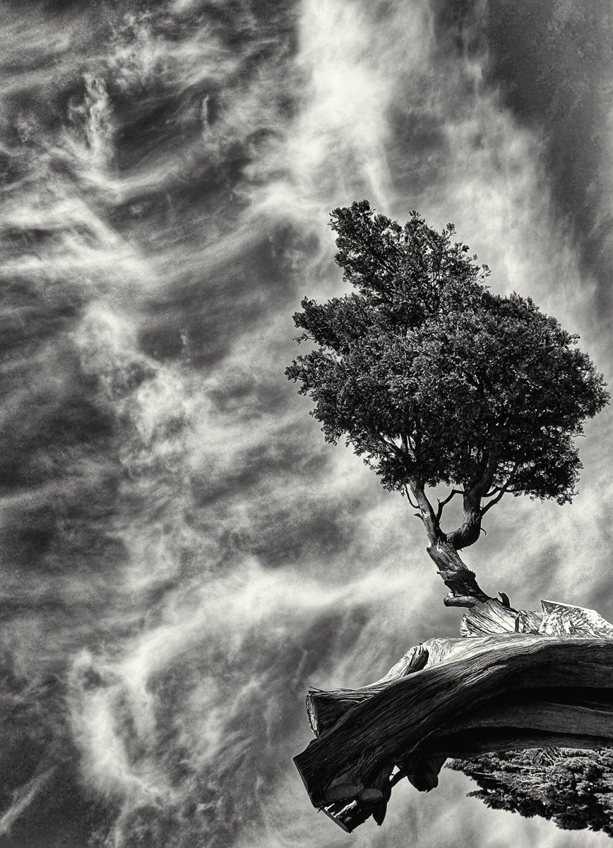 Lone Tree-Italy 2025-cara-weston-weston-gallery-carmel.jpg