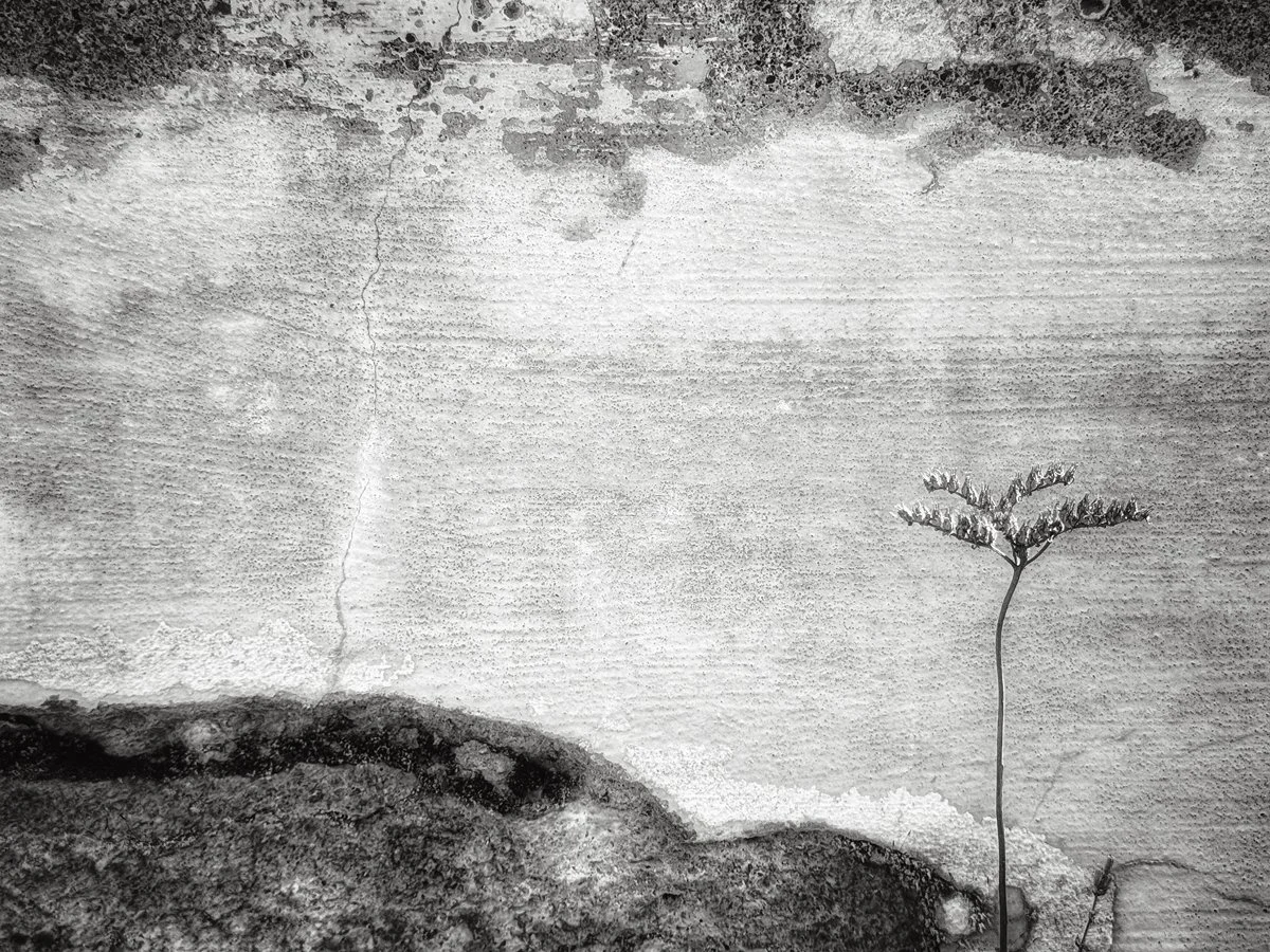 Weed and Wall-Italy  2025-cara-weston-weston-gallery-carmel.jpg