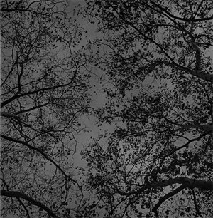 Fall Trees_nyc_nov262000_4_25_pm.jpg