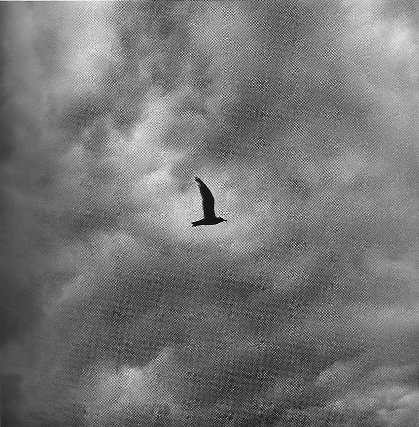 FlyingBird.jpg