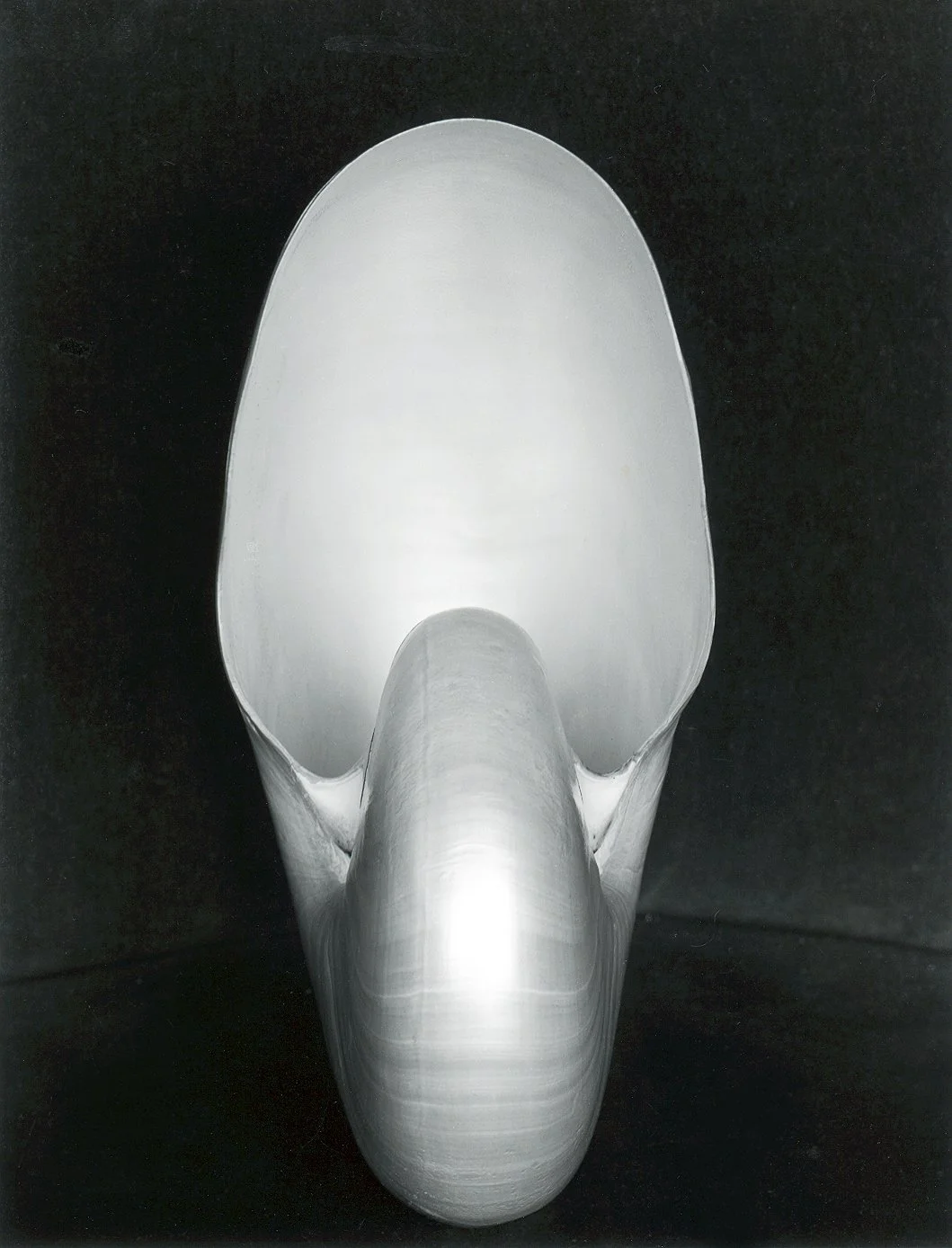 shell-edward-weston-1927-weston-gallery.jpg